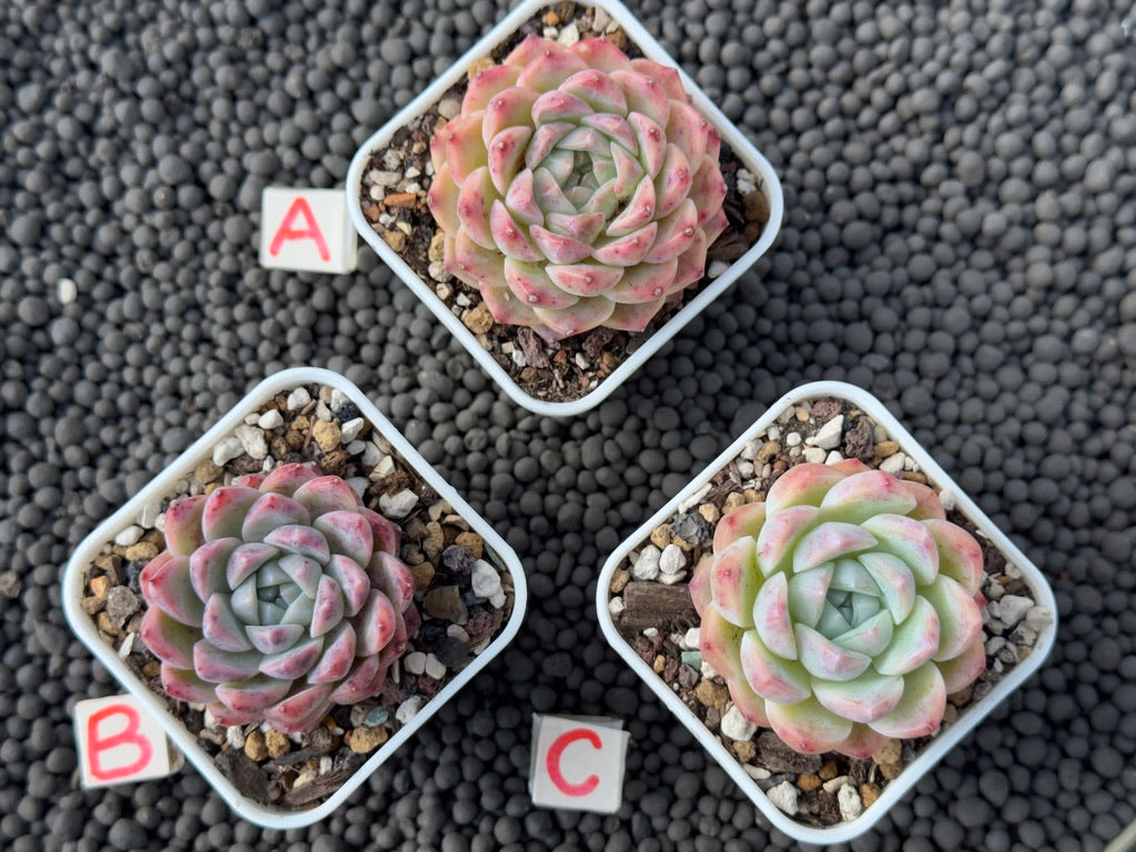 Echeveria Pink Lina Imported Succulent Plant