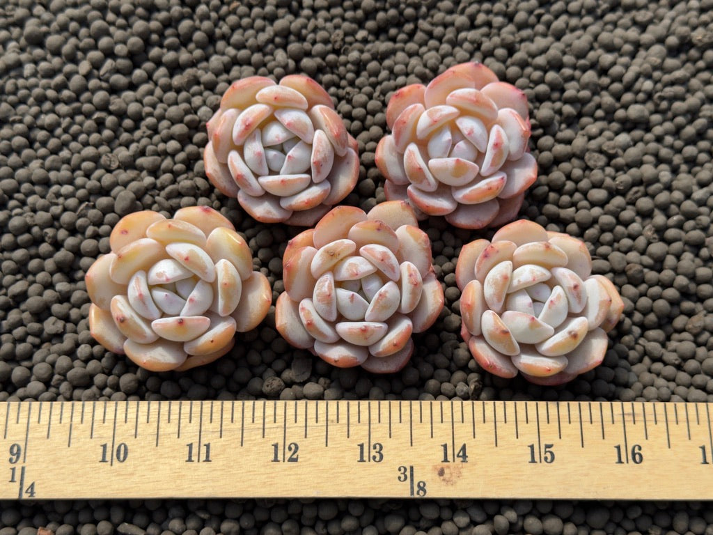 Echeveria Snowy Imported Succulent Plant