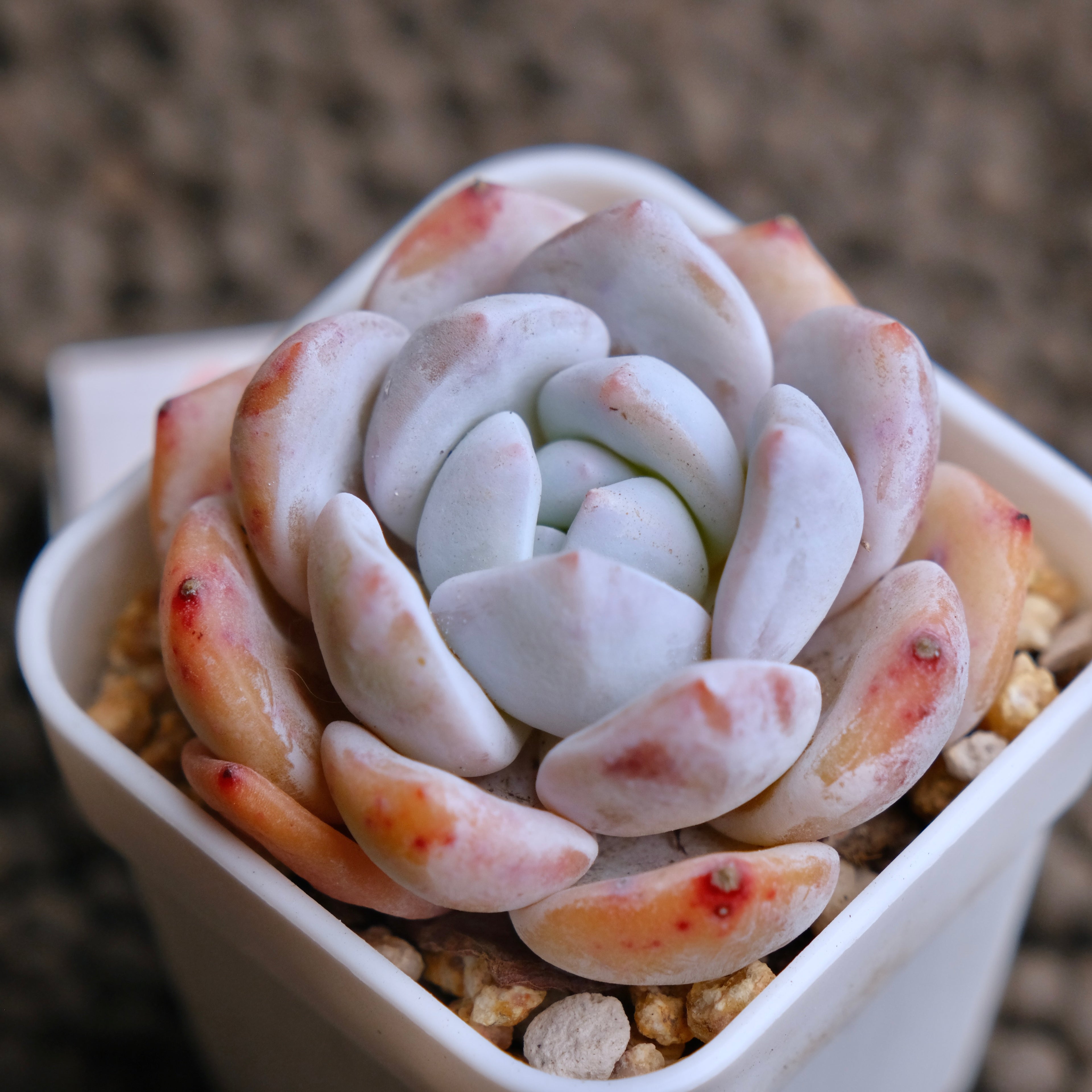 Echeveria Snowy Imported Succulent Plant