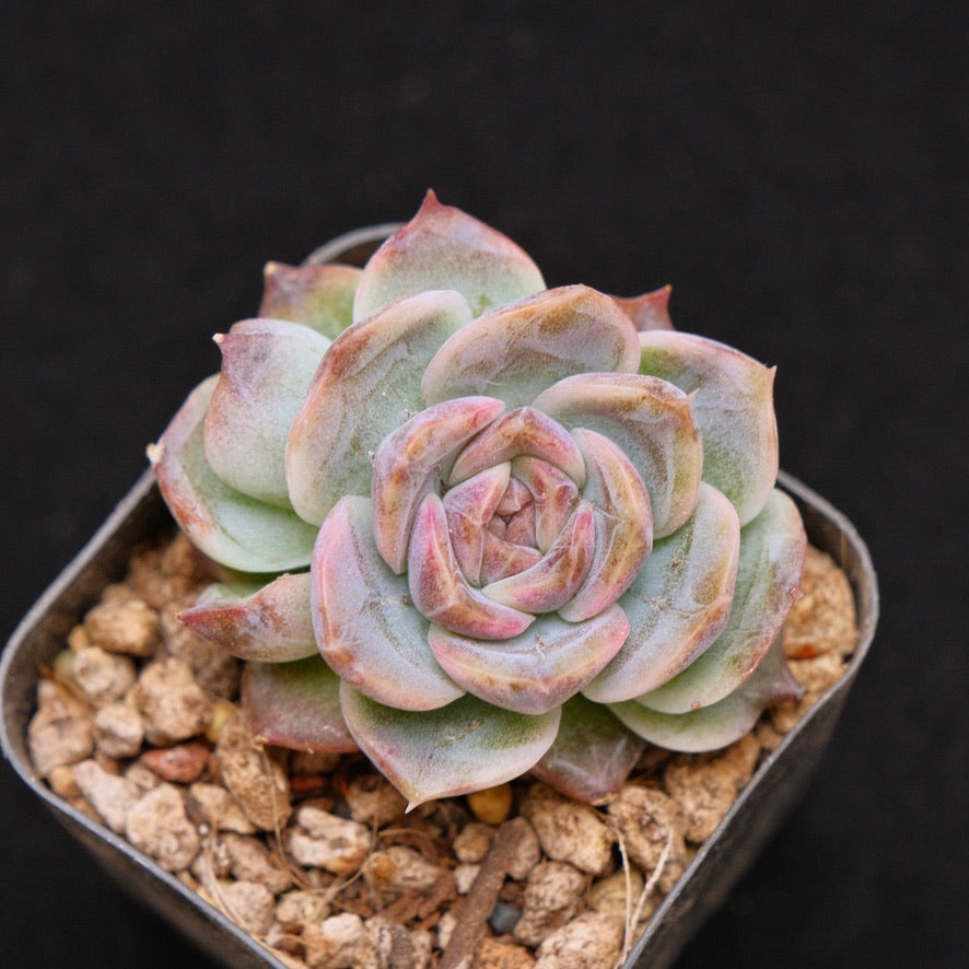 Echeveria Angels Kiss Korean Succulent Plant