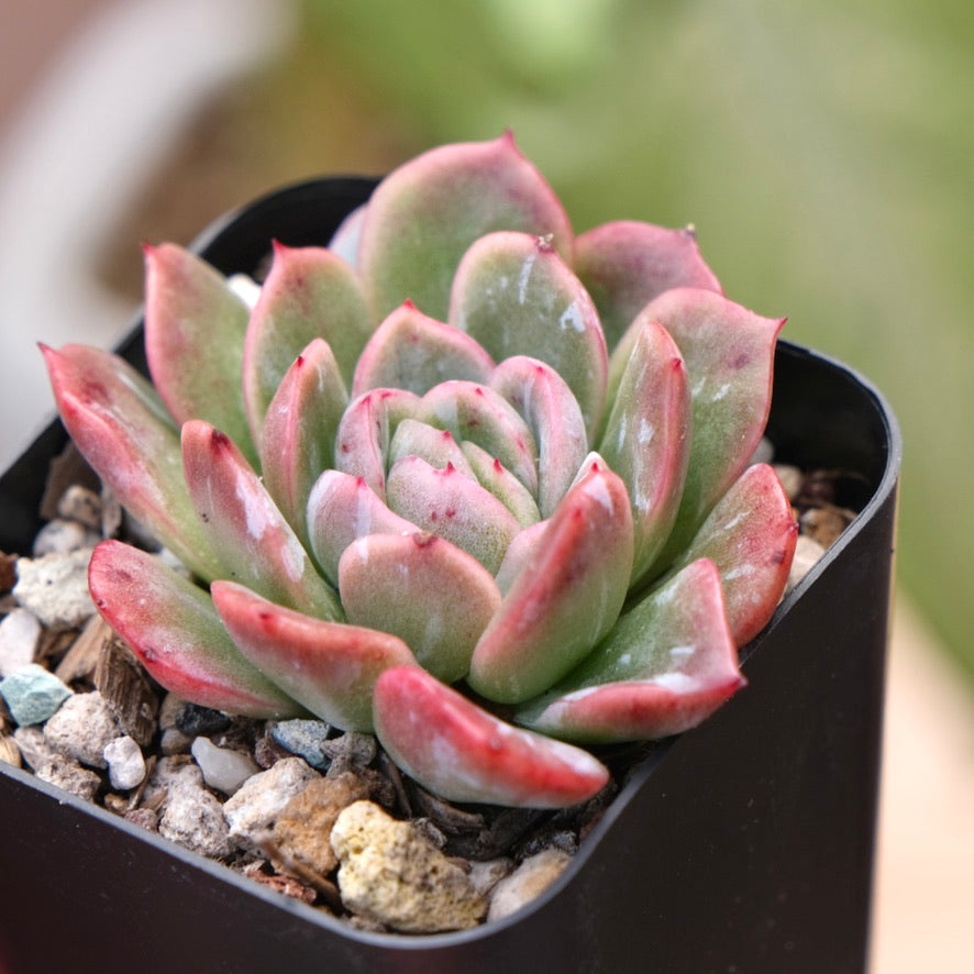 Echeveria Lazaga Ghost Korean Succulent Plant