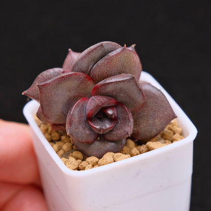 Echeveria Black Rose hybrid double Korean Succulent Plant