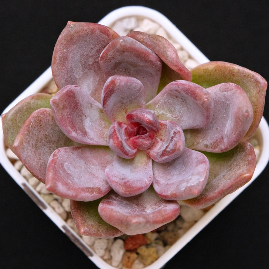 Echeveria Pink Tulip Korean Succulent Plant