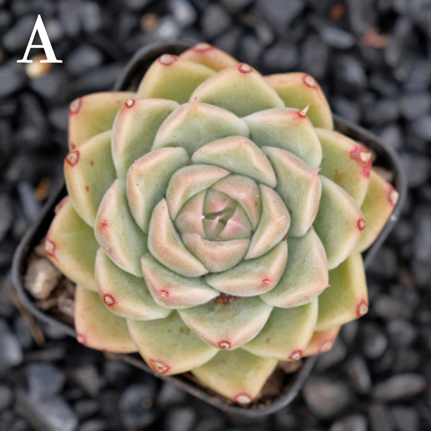 Echeveria Mario A Korean Imported Succulent Plant