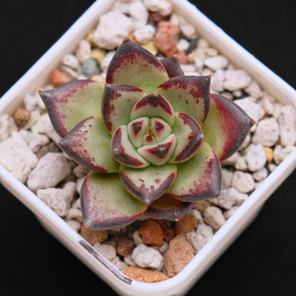 Echeveria agavoides Ebony Imported Succulent Plant