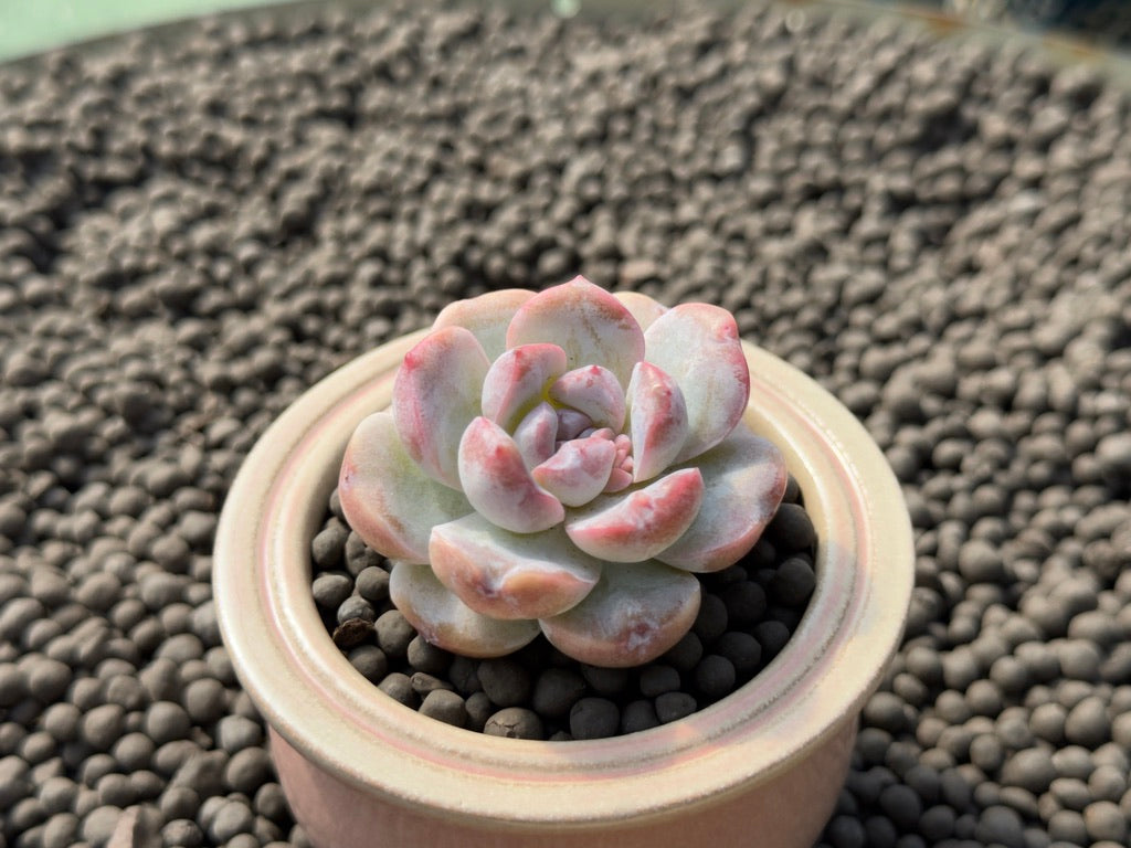 Echeveria Mochi Monroe Imported Succulent Plant