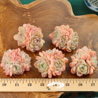 Peach Echeveria hybrid Imported Succulent Plant