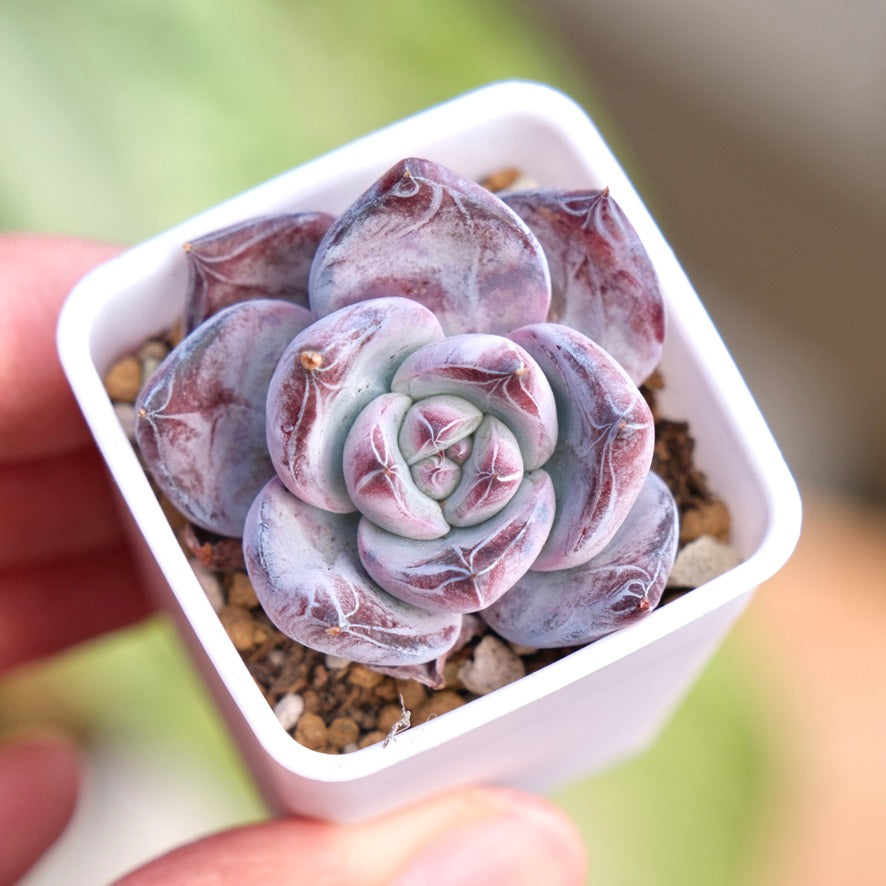 Echeveria Black Sabbath Korean Succulent Plant