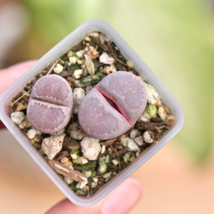 Lithops optica Rubra Korean Succulent Plant