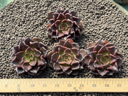 Echeveria Super Bowl Imported Succulent Plant
