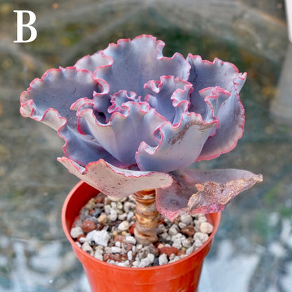 Echeveria Valentine - Rare Dick Wright hybrid - B