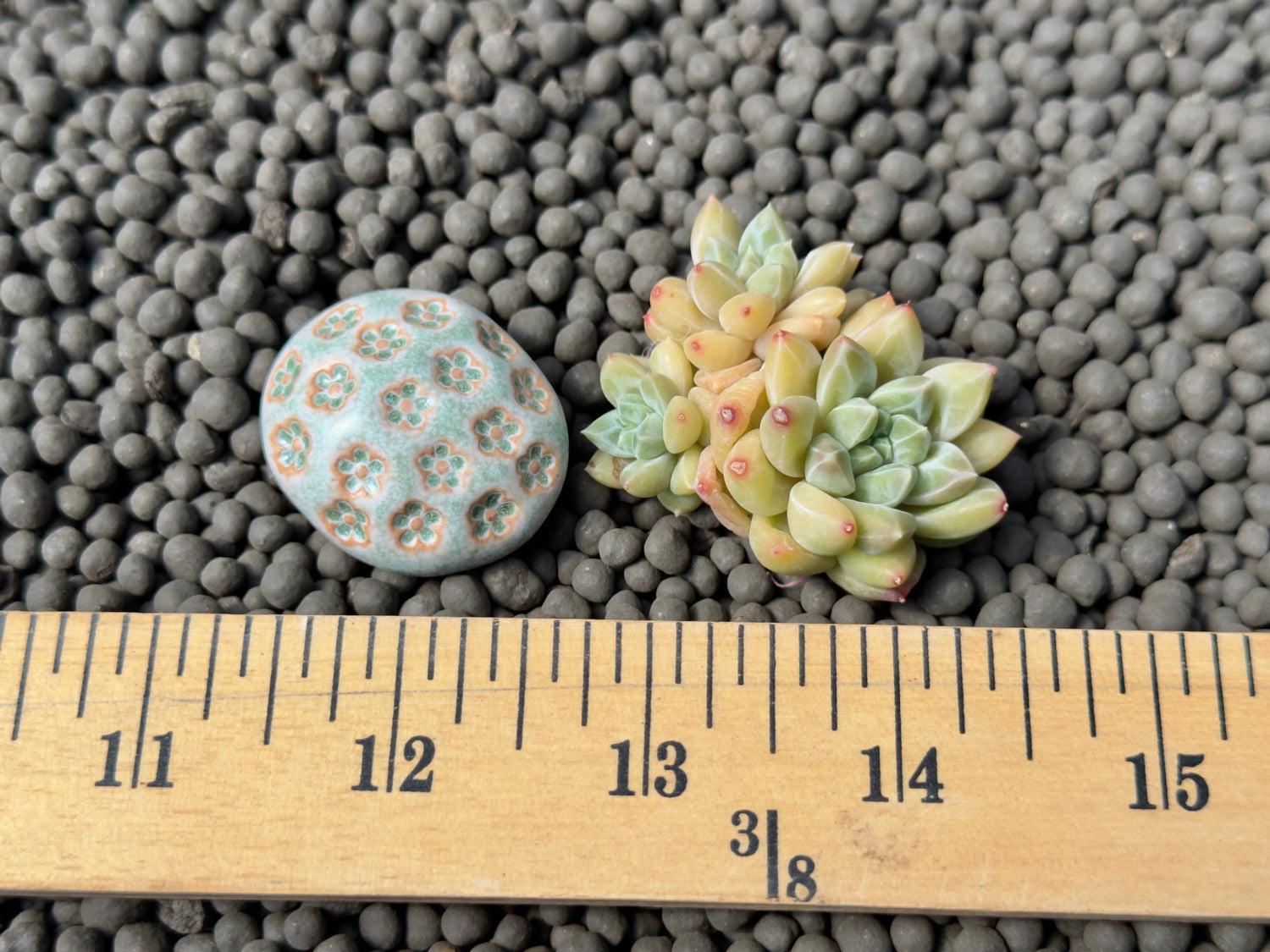 unicorn succulent Pachyveria Unicorn cluster Korean Succulent Plant Changhee hybrid – Succielife