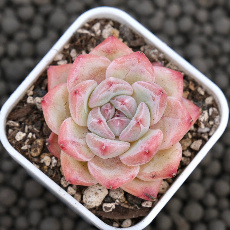 Echeveria Peach Fuzz Korean Succulent Plant