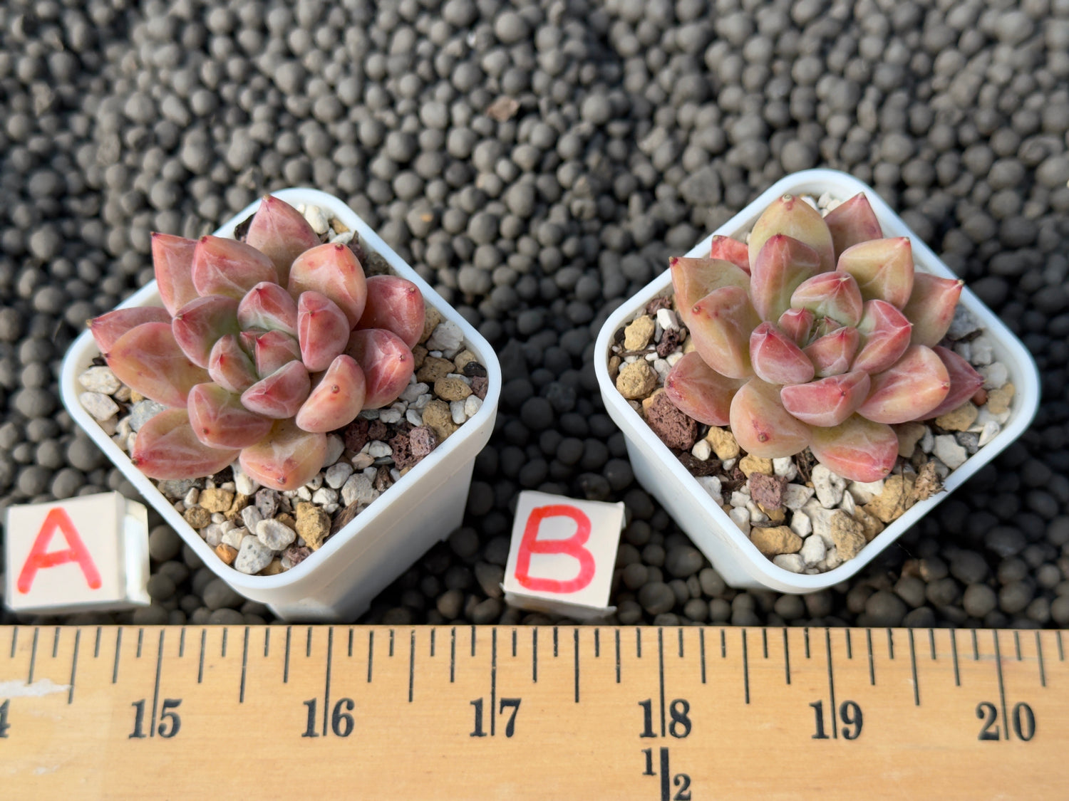 Echeveria Banksy Korean Succulent Plant Hwaga Hybrid