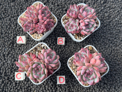Pink Echeveria colorata Imported Succulent Plant