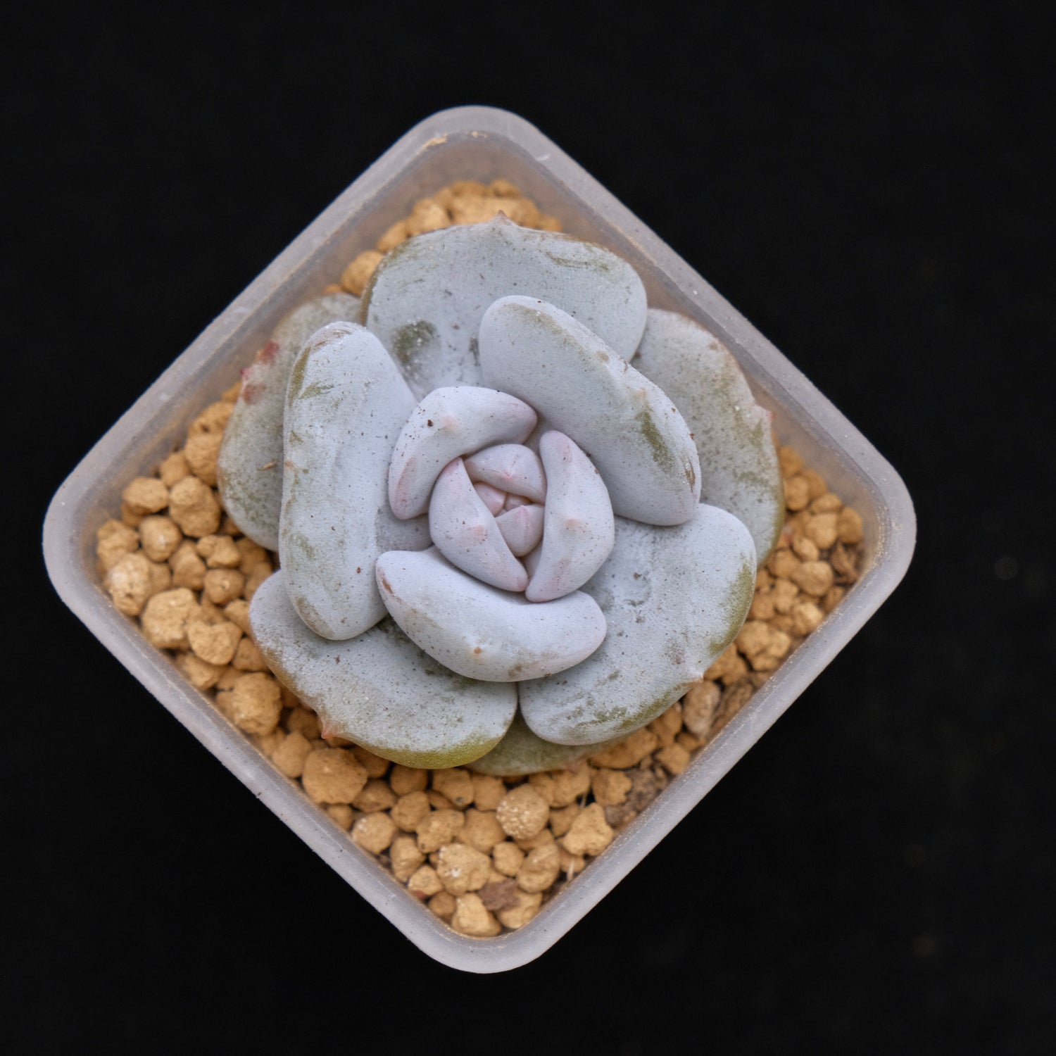 Echeveria Milk Purple baby Korean Succulent Plant Changhee Hybrid
