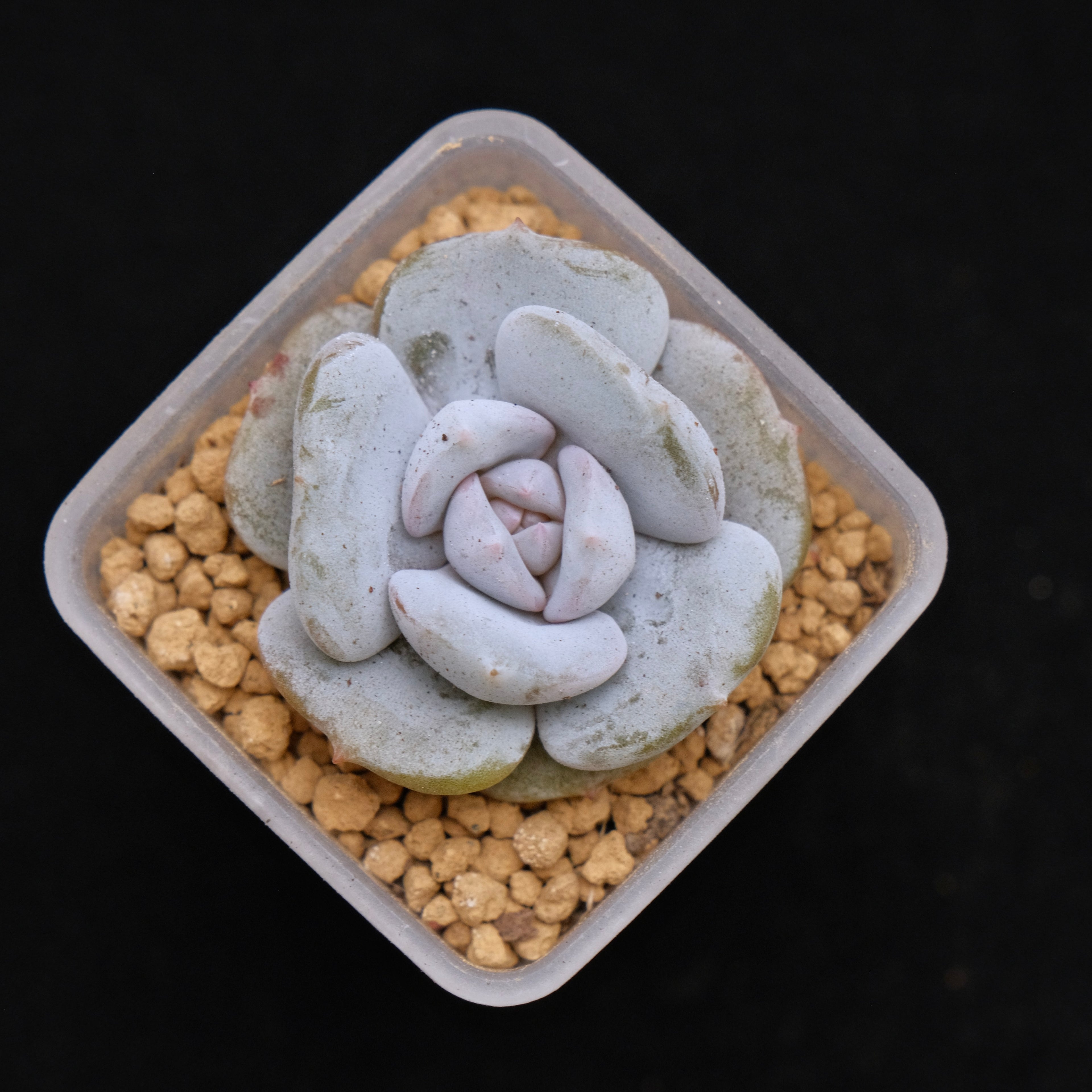 Echeveria Milk Purple baby Korean Succulent Plant Changhee Hybrid