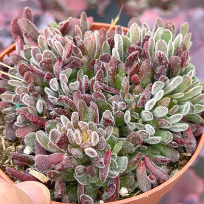 Crassula pubescens Succulent Plant