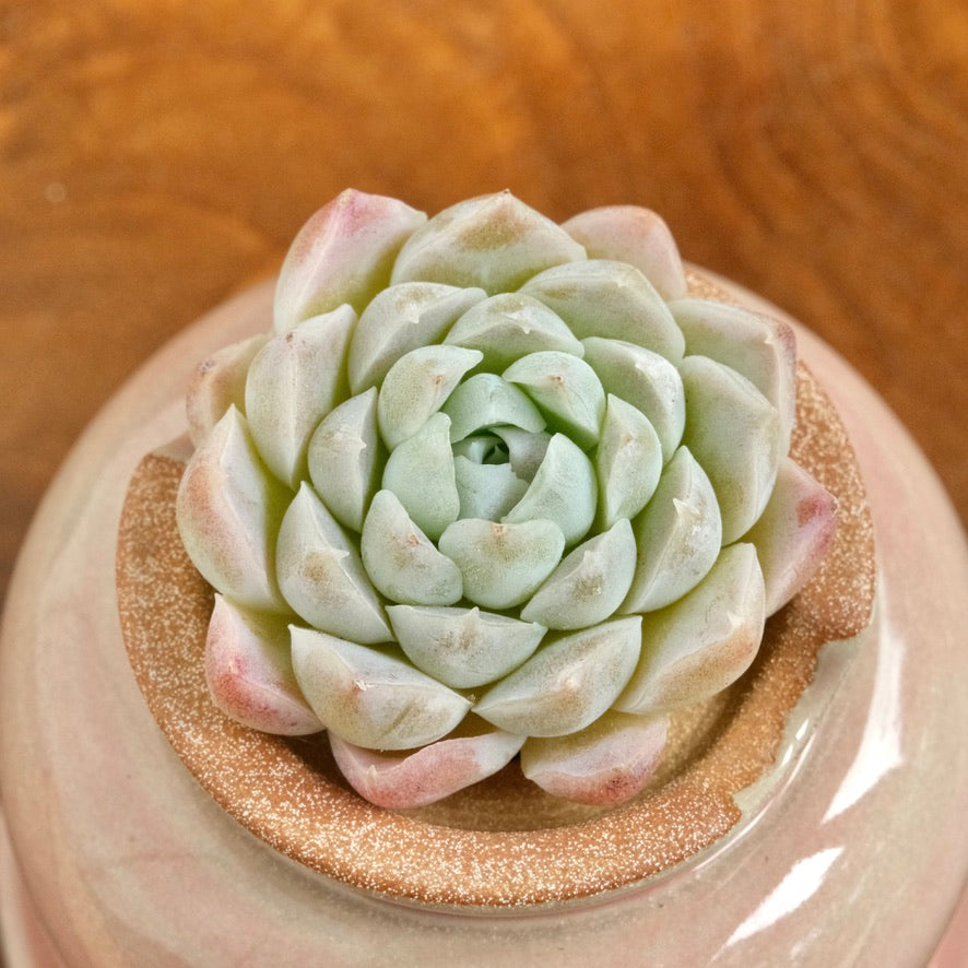 Echeveria Ice Rose Korean Succulent Plant Changhee hybrid