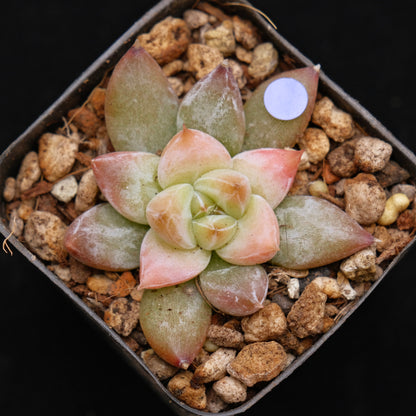 Echeveria tolimanensis hybrid Korean Succulent Plant