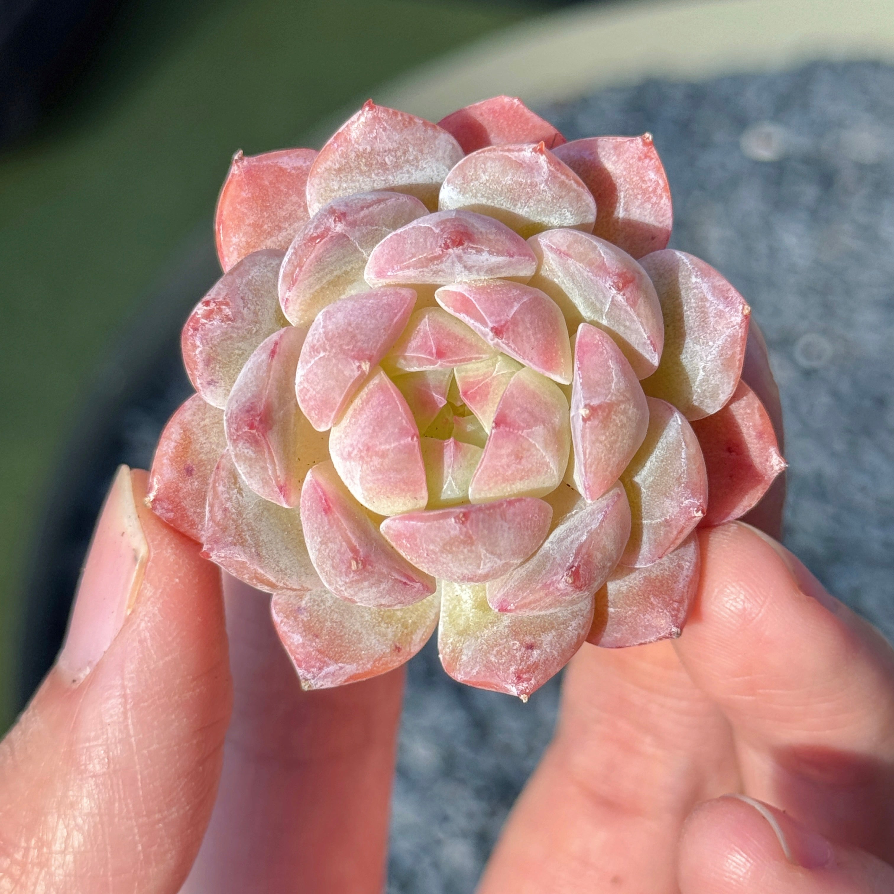 Echeveria Jelly Hybrid Succulent Plant C