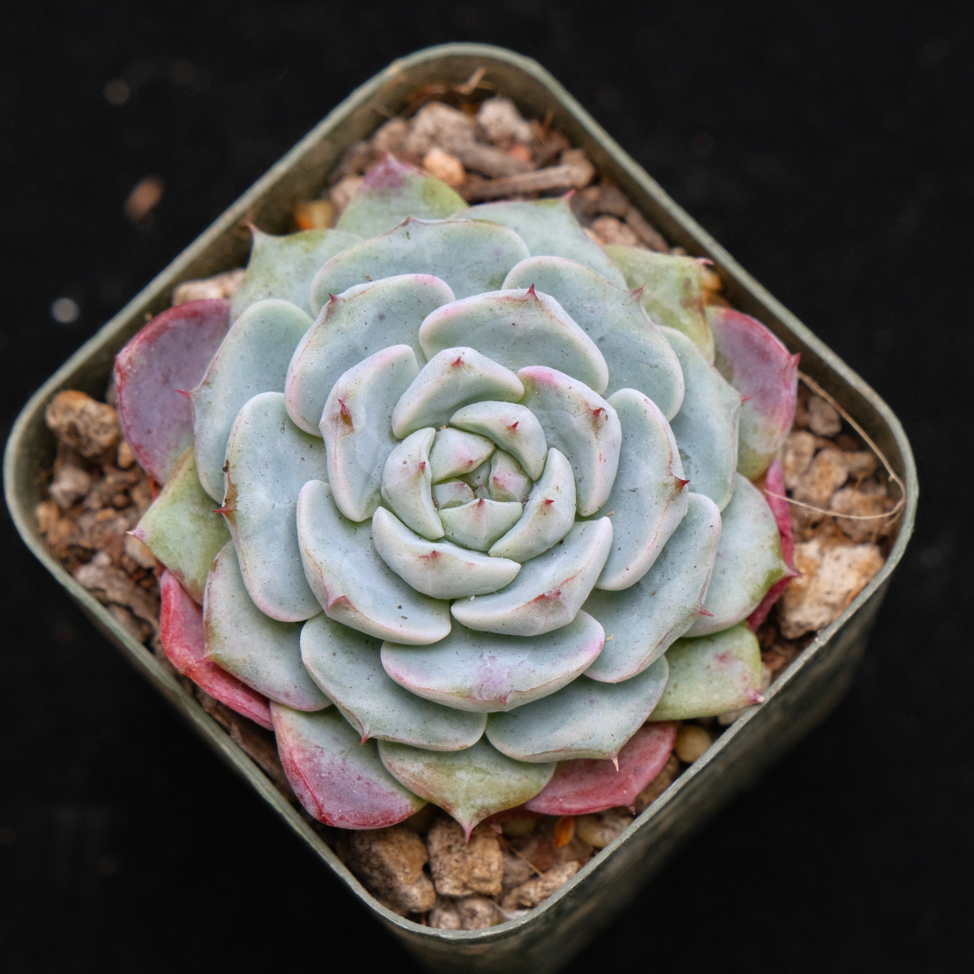 Echeveria Michelin Korean Succulent Plant Changhee hybrid