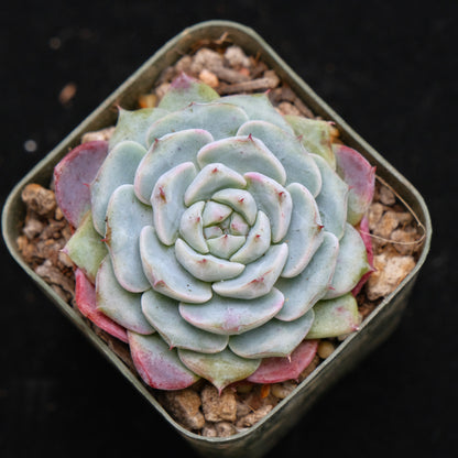 Echeveria Michelin Korean Succulent Plant Changhee hybrid