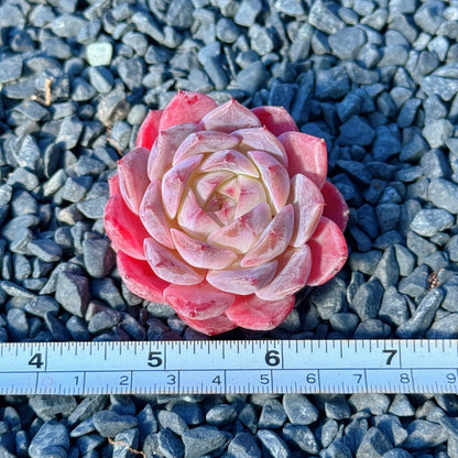 Echeveria Rosé Succulent Plant B
