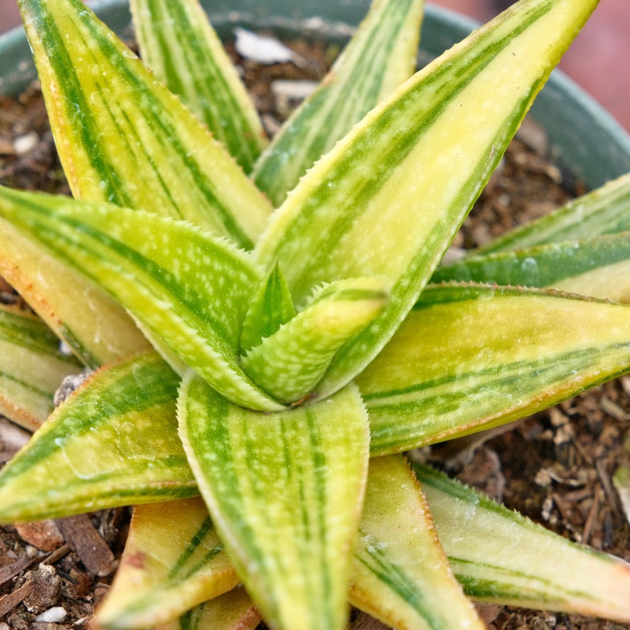 Gasteraloe Green Gold Variegated Succulent Plant