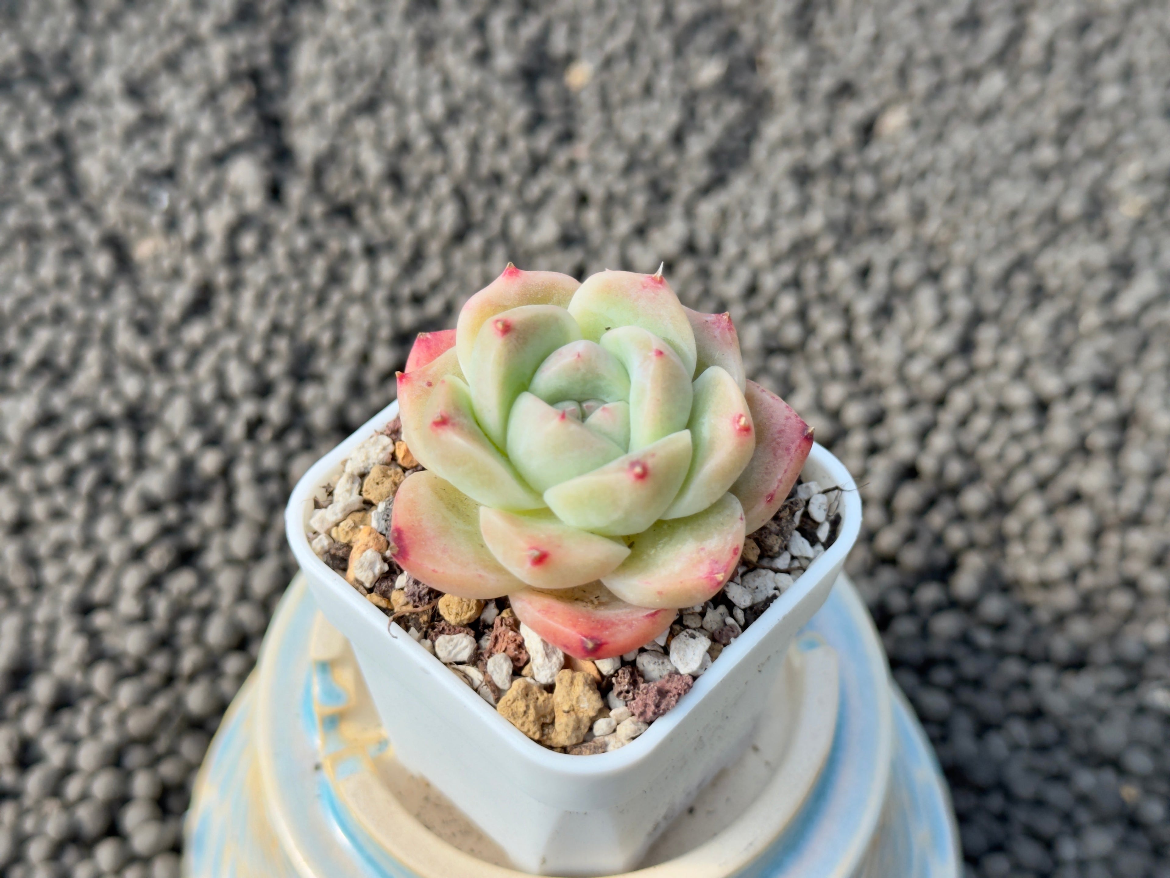 Echeveria Alba Beauty Imported Succulent Plant