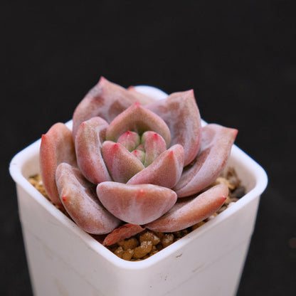 Echeveria White Night Korean Succulent Plant Baekya