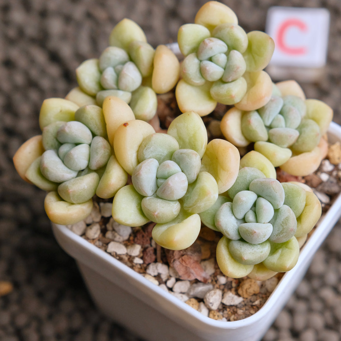 Pachyphytum Bubble Gum Imported Succulent Plant - C