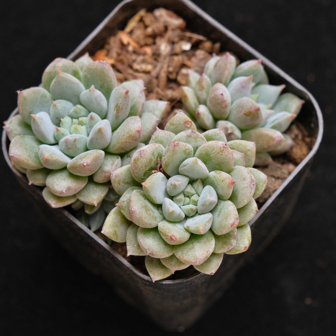 Echeveria Chrissy n Ryan Korean Succulent Plant