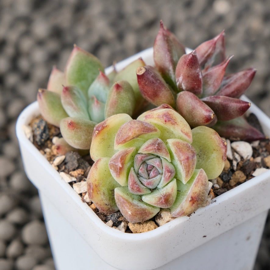 Mixed Baby Pot Korean Succulent Plant