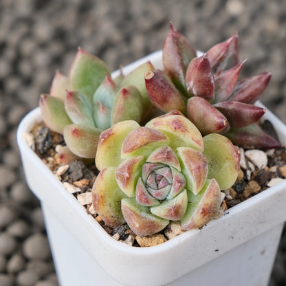 Mixed Baby Pot Korean Succulent Plant