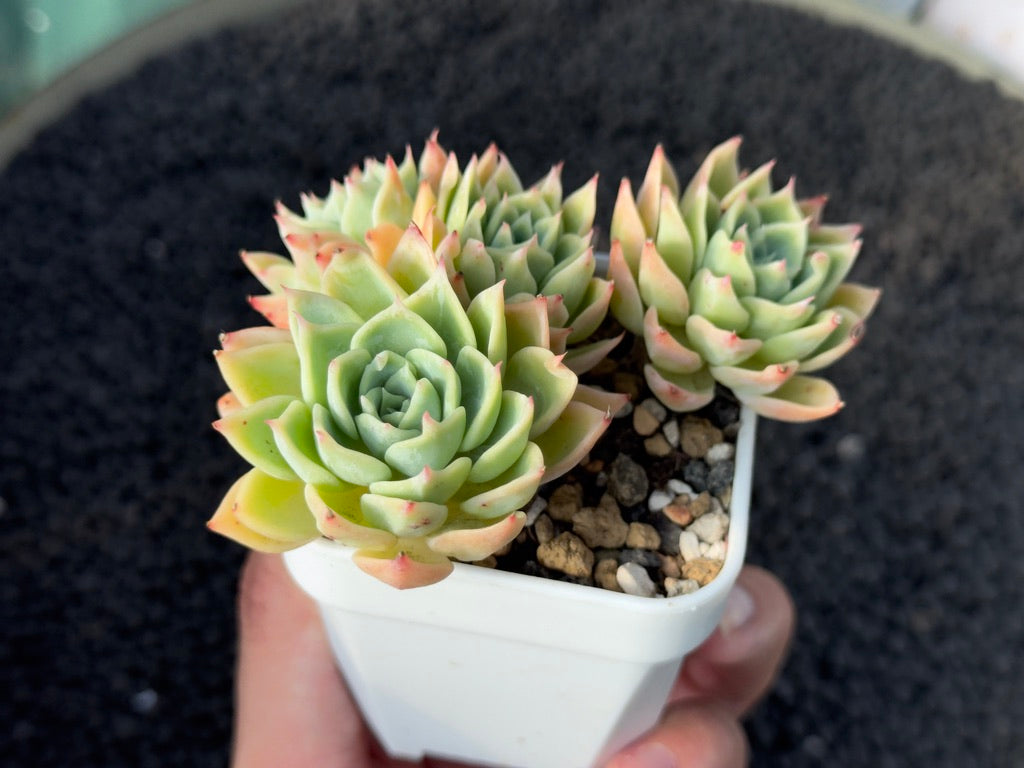 Echeveria Pansy Imported Succulent Plant