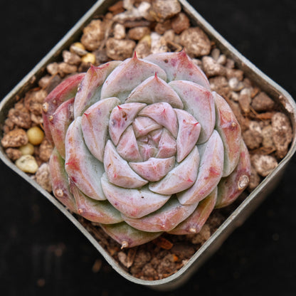 Echeveria Royal Star Korean Succulent Plant