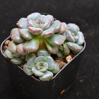 Echeveria Wiz Beauty hybrid Korean Succulent Plant