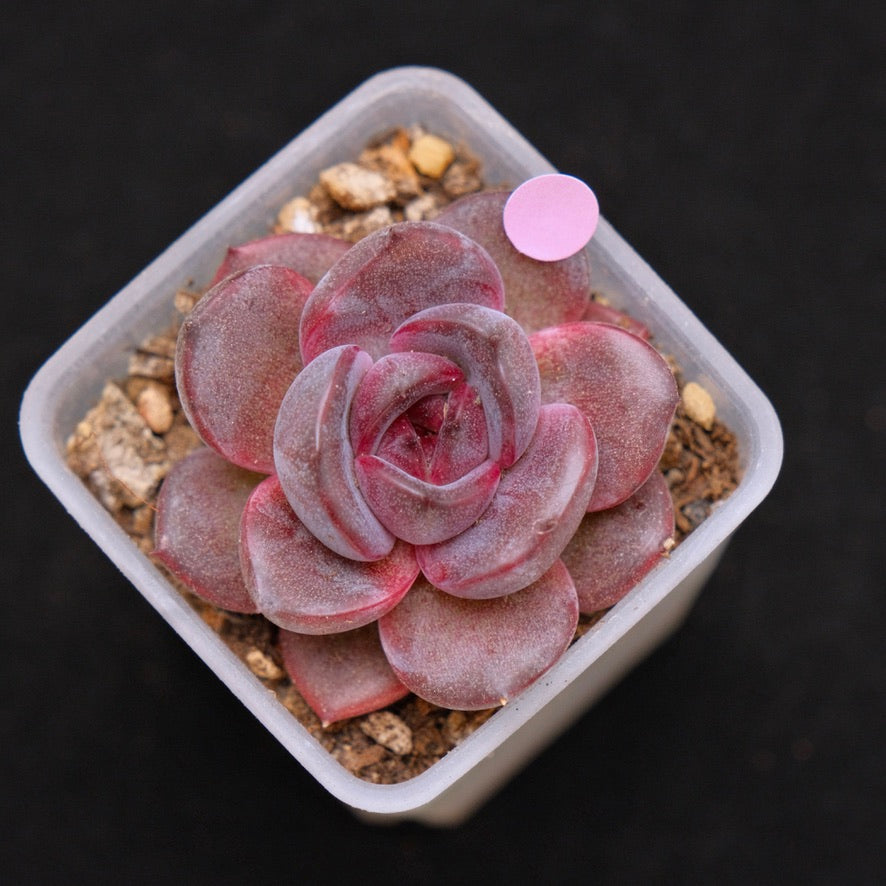 Echeveria Black Pink Korean Succulent Plant Changhee Hybrid