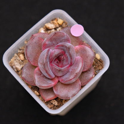 Echeveria Black Pink Korean Succulent Plant Changhee Hybrid