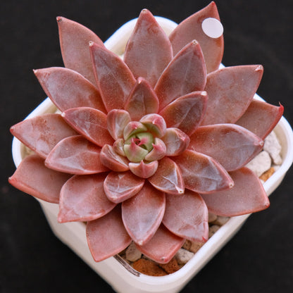 Echeveria Let&