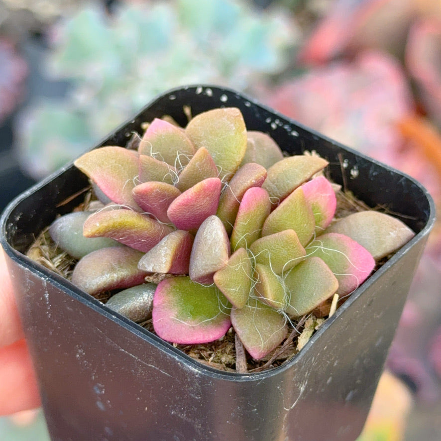 Variegated Anacampseros &