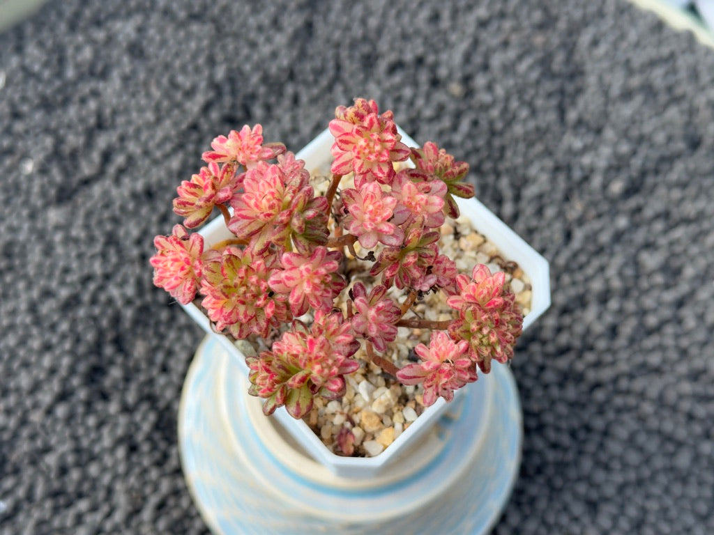 Variegated Aeonium sedifolium Korean Succulent Plant