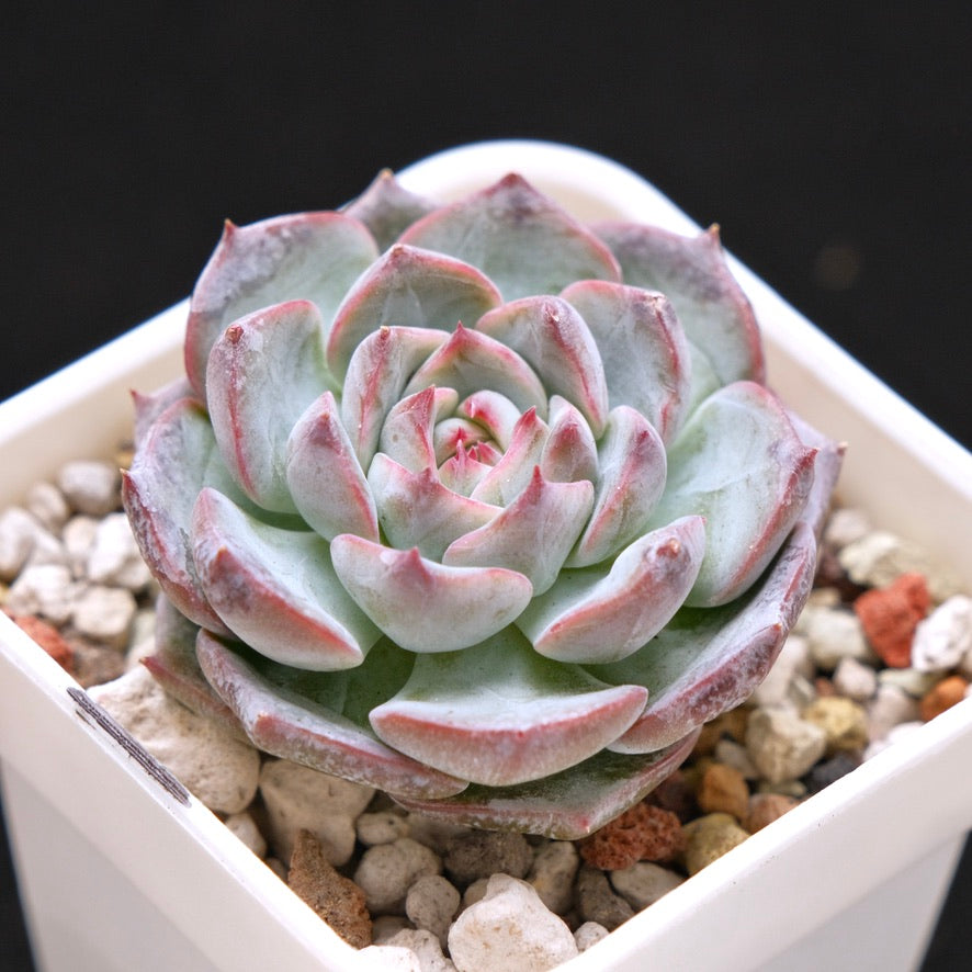 Echeveria Keralean hybrid Korean Succulent Plant
