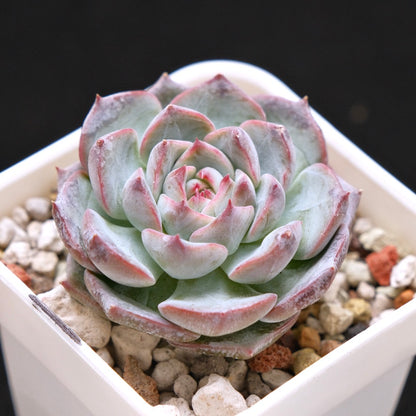 Echeveria Keralean hybrid Korean Succulent Plant
