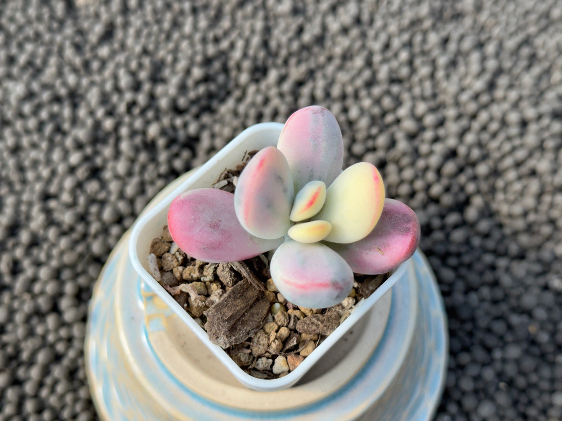 Variegated Cotyledon orbiculata Korean Succulent Plant