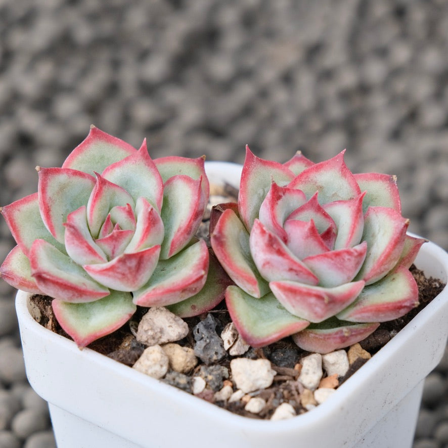 Echeveria Rosita Korean Succulent Plant