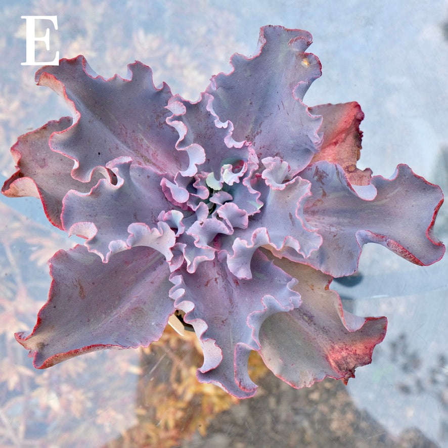 Variegated Echeveria Fury - Rare hybrid - E