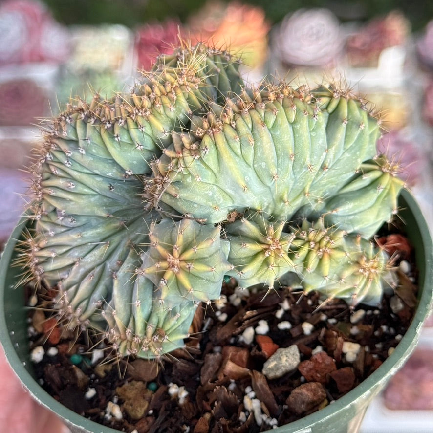 Myrtillocactus geometrizans cristata Succulent Plant