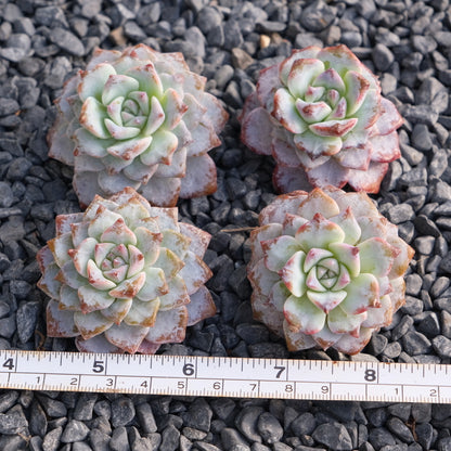 Echeveria Gloria Korean Succulent Plant Changhee laui hybrid